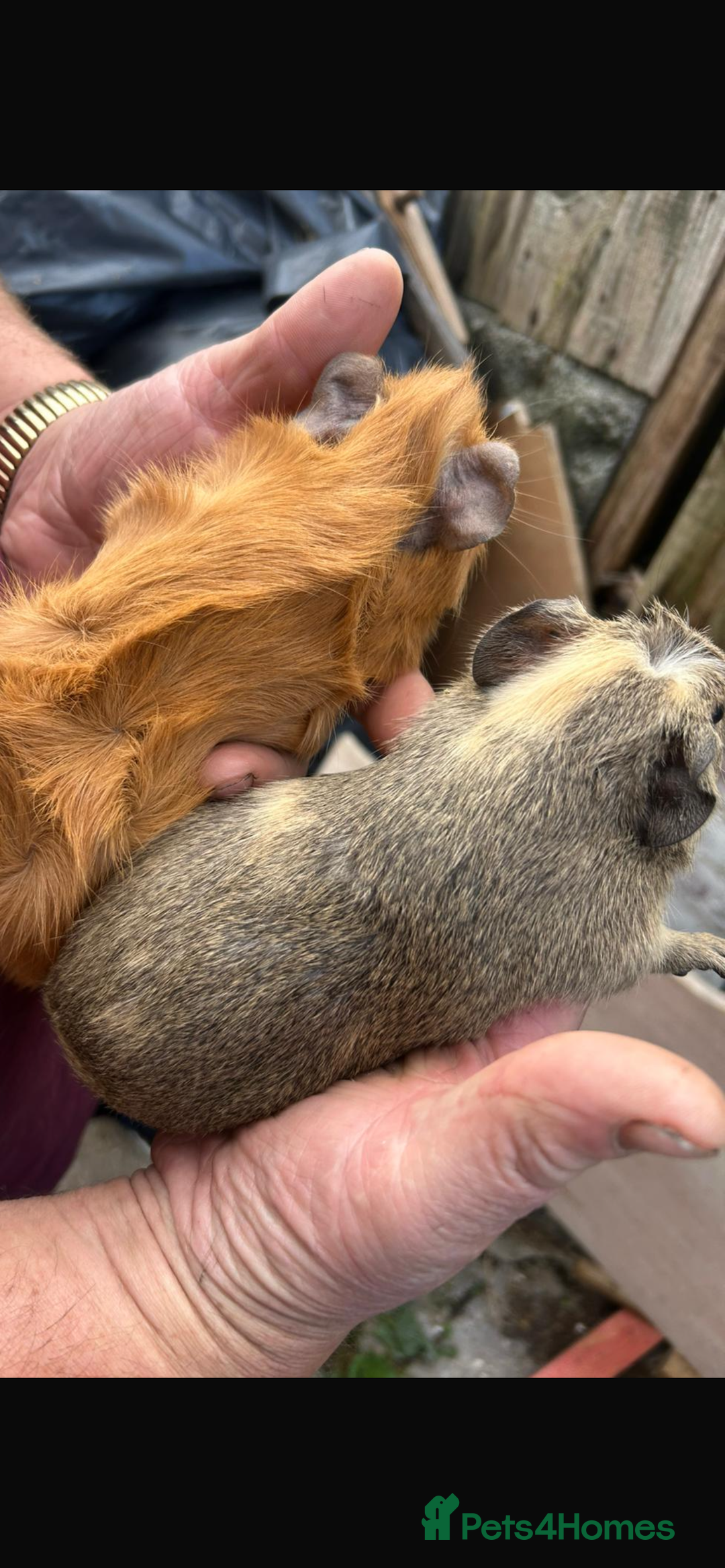 Guinea Pig rodents for sale: Male baby Guineapigs  - Image 2