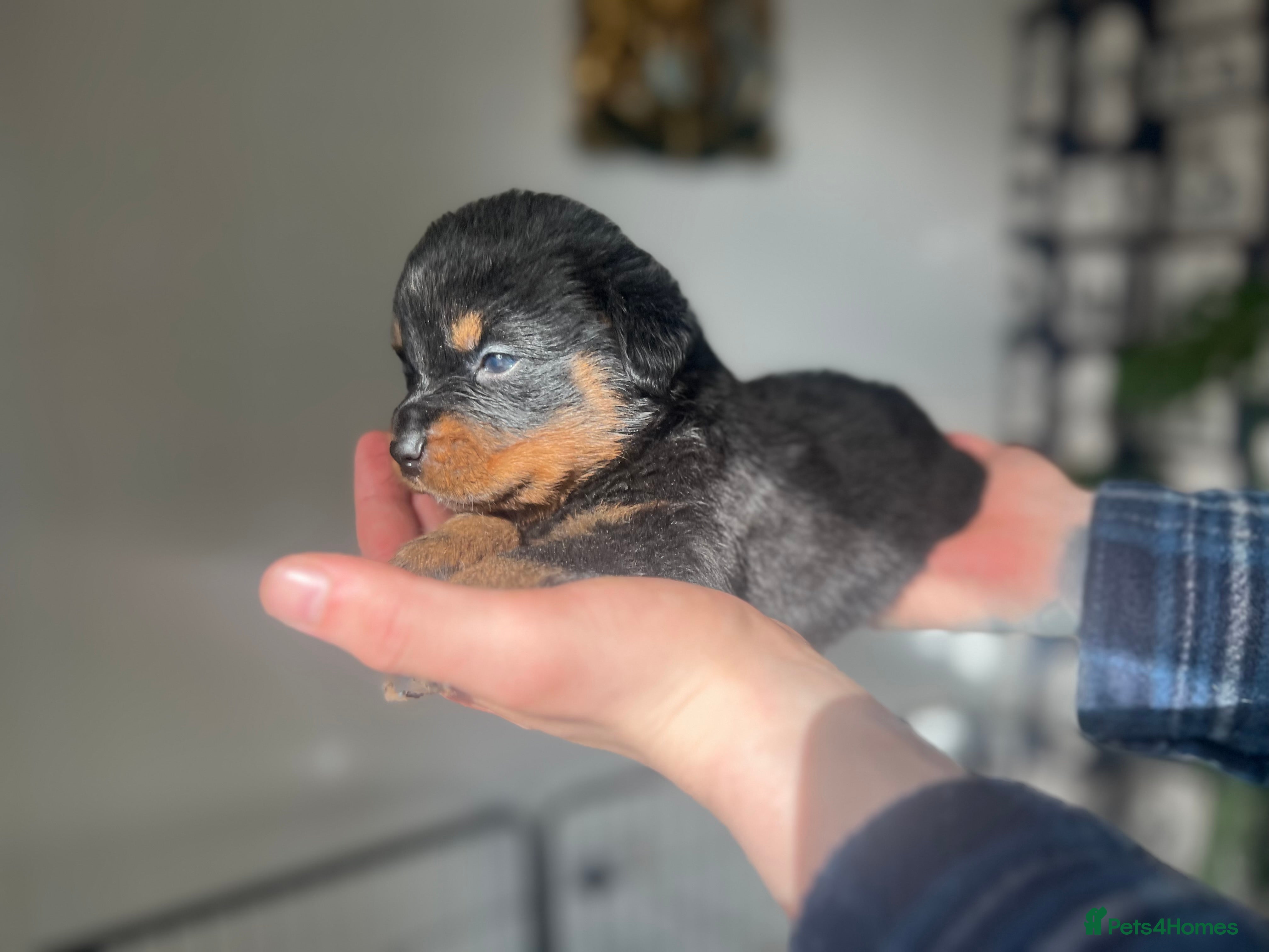 Rottweiler dogs Rottweiler pups ready to reserve.  - Advert 5