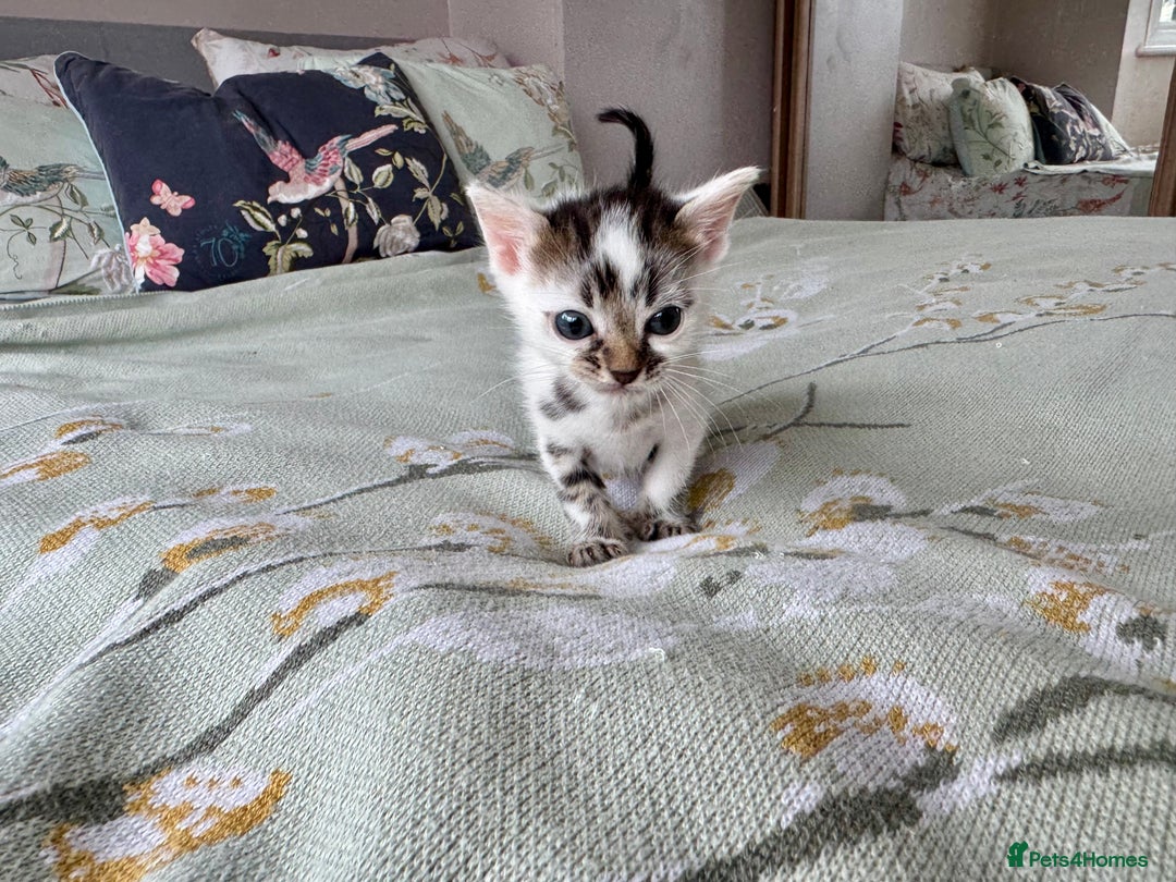 Bengal cats for sale: Bengal kittens 4 pure bangals 5 bengal x kittens - Image 25