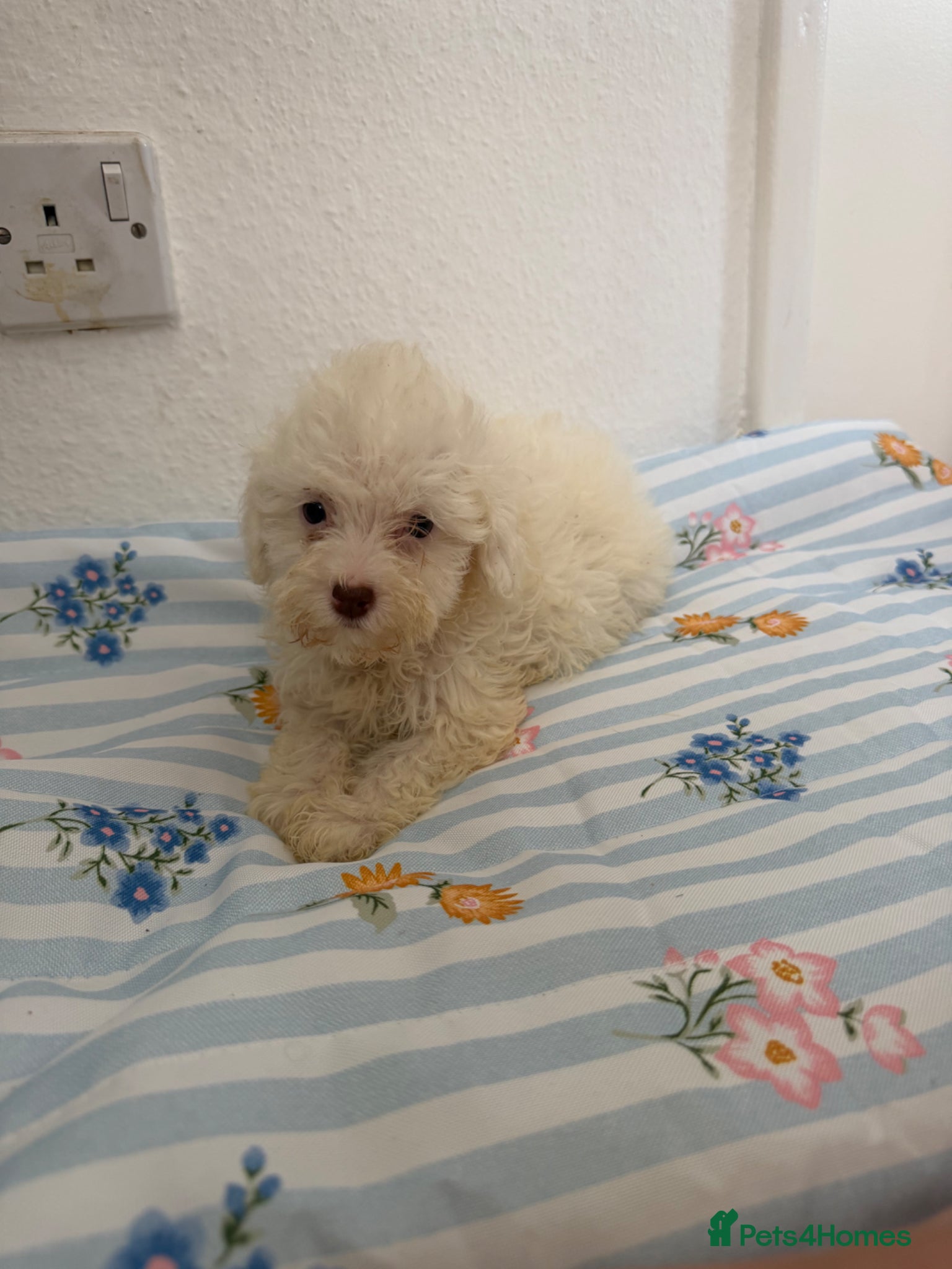 Maltipoo dogs for sale: (3 left) Stunning toy Maltipoo Puppies  - Advert 5