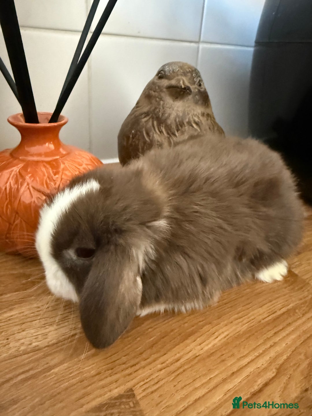 Mini Lop rabbits for sale: Pure mini lops  - Image 5