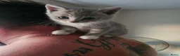 Mixed Breed cats for sale: 1 girl gray and 1 boy kitten white - Advert 2