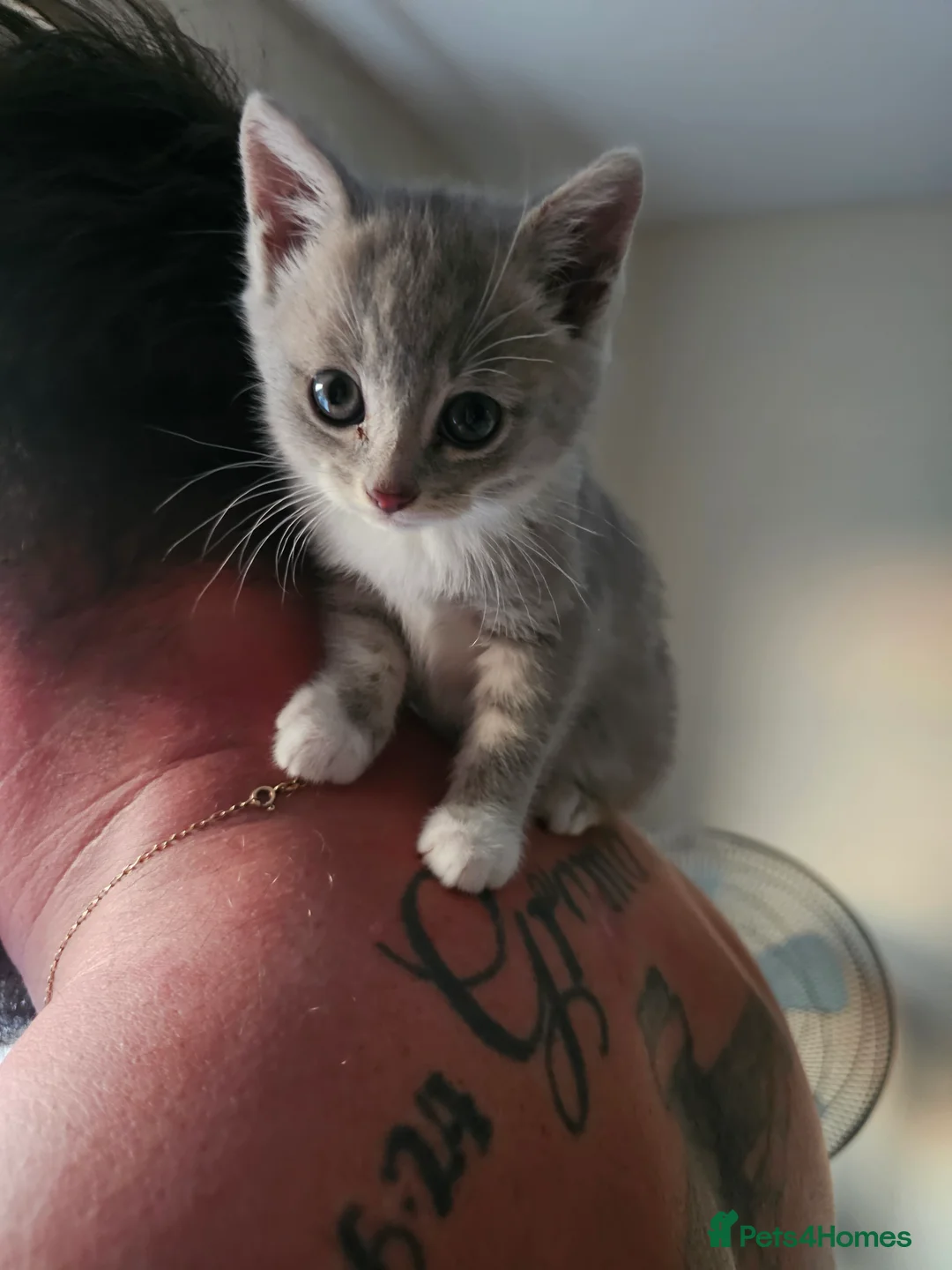 Mixed Breed cats for sale: 1 girl gray and 1 boy kitten white - Advert 2
