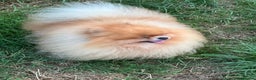 Pomeranian dogs for stud: Kc orange pomeranian for stud duties in Reigate - Advert 5