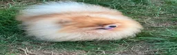 Pomeranian dogs for stud: Kc orange pomeranian for stud duties in Reigate - Advert 5
