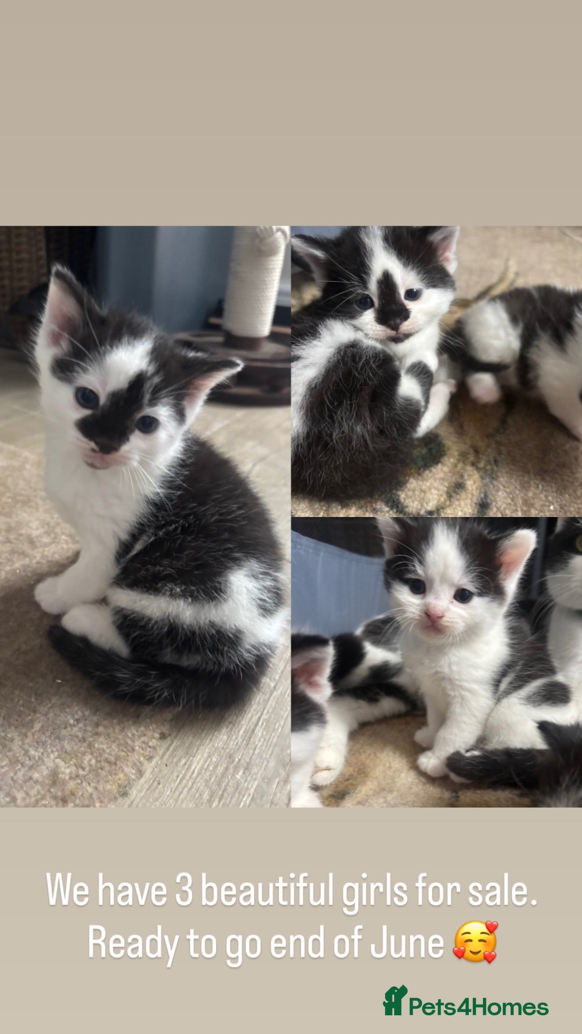Mixed Breed cats Kittens for sale  - Advert 1