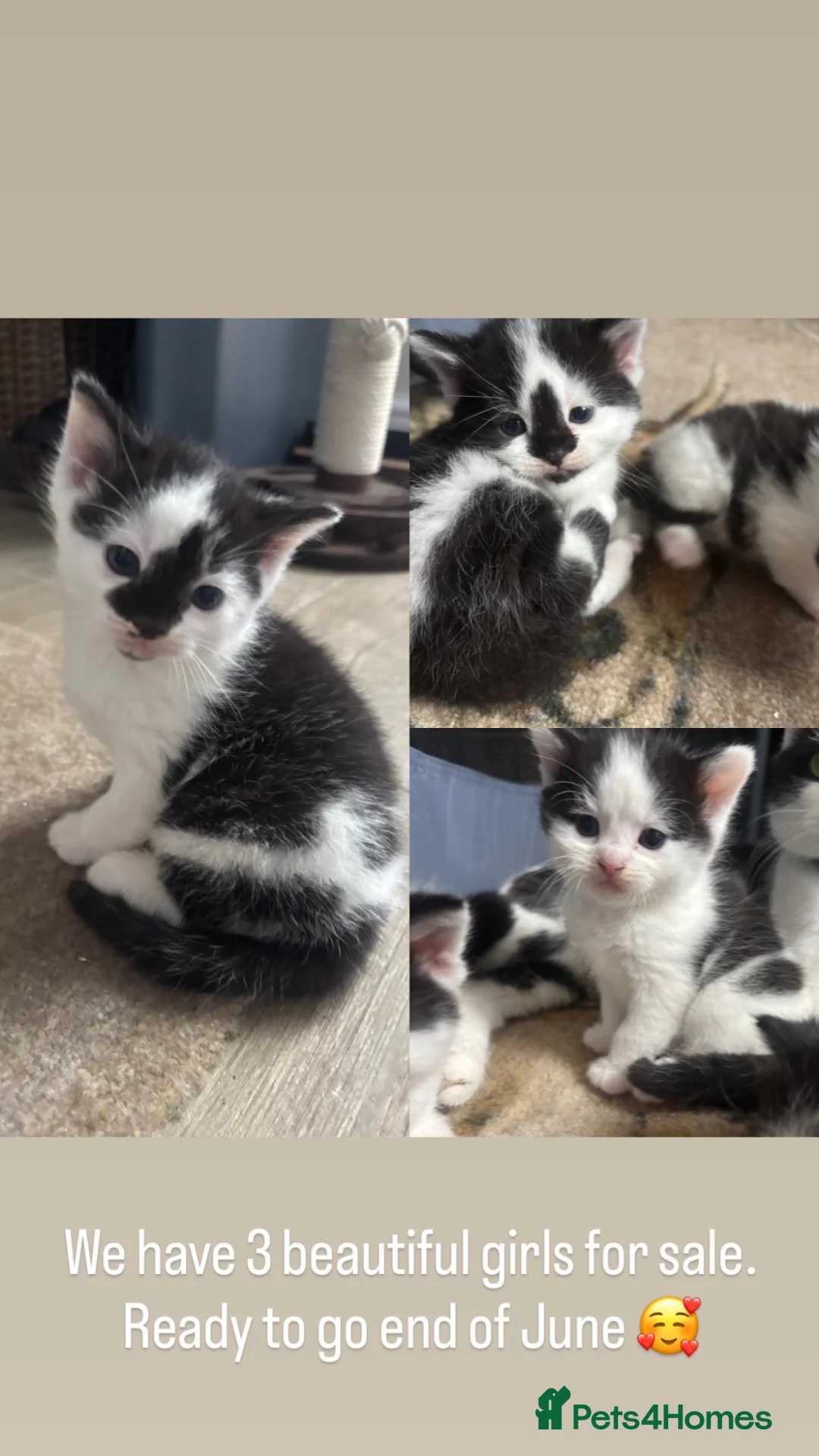 Mixed Breed cats for sale: Kittens for sale  in Keighley - Advert 1