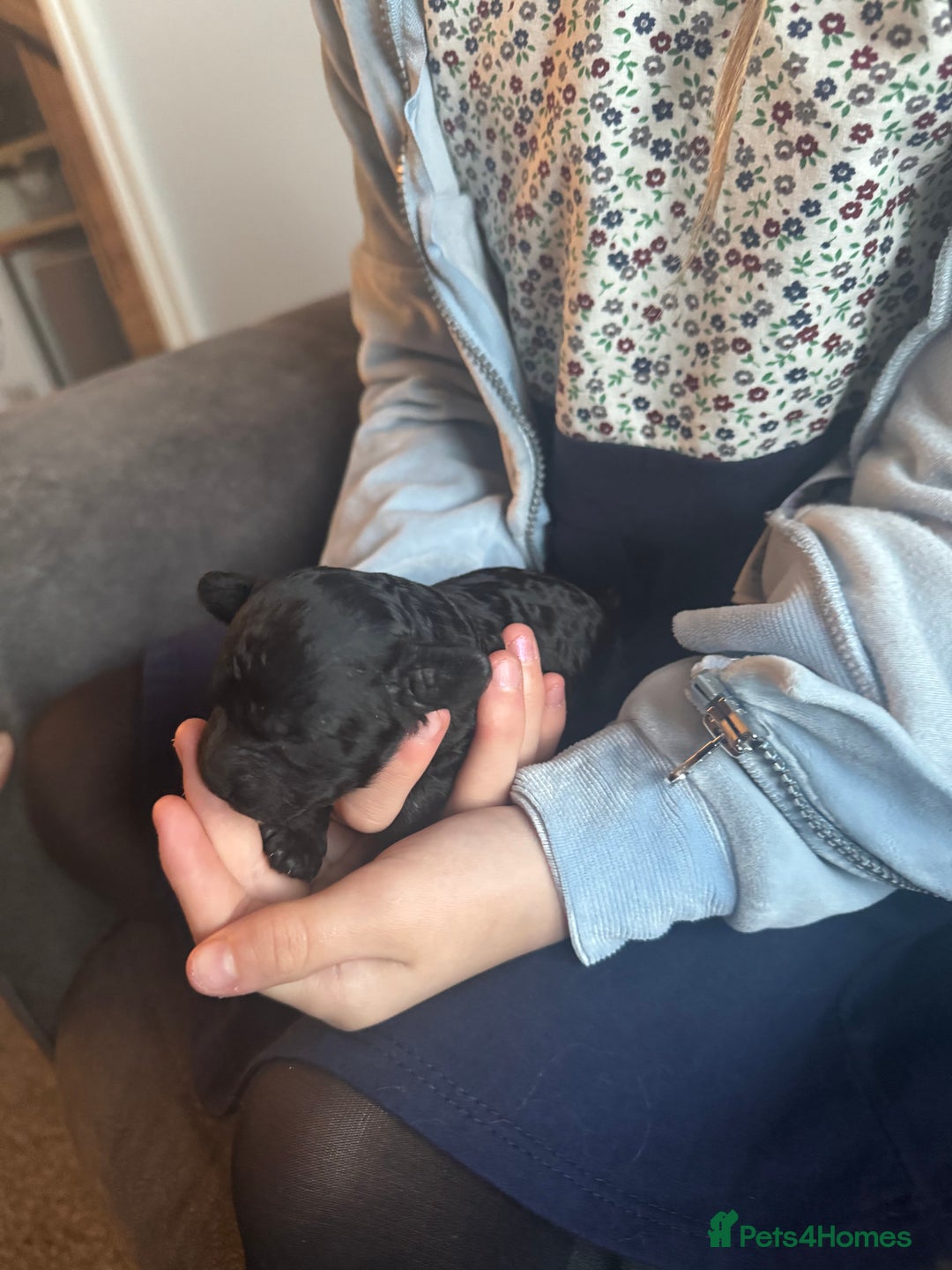 Cockapoo dogs for sale: Beautiful F1b cockapoos  - Advert 18
