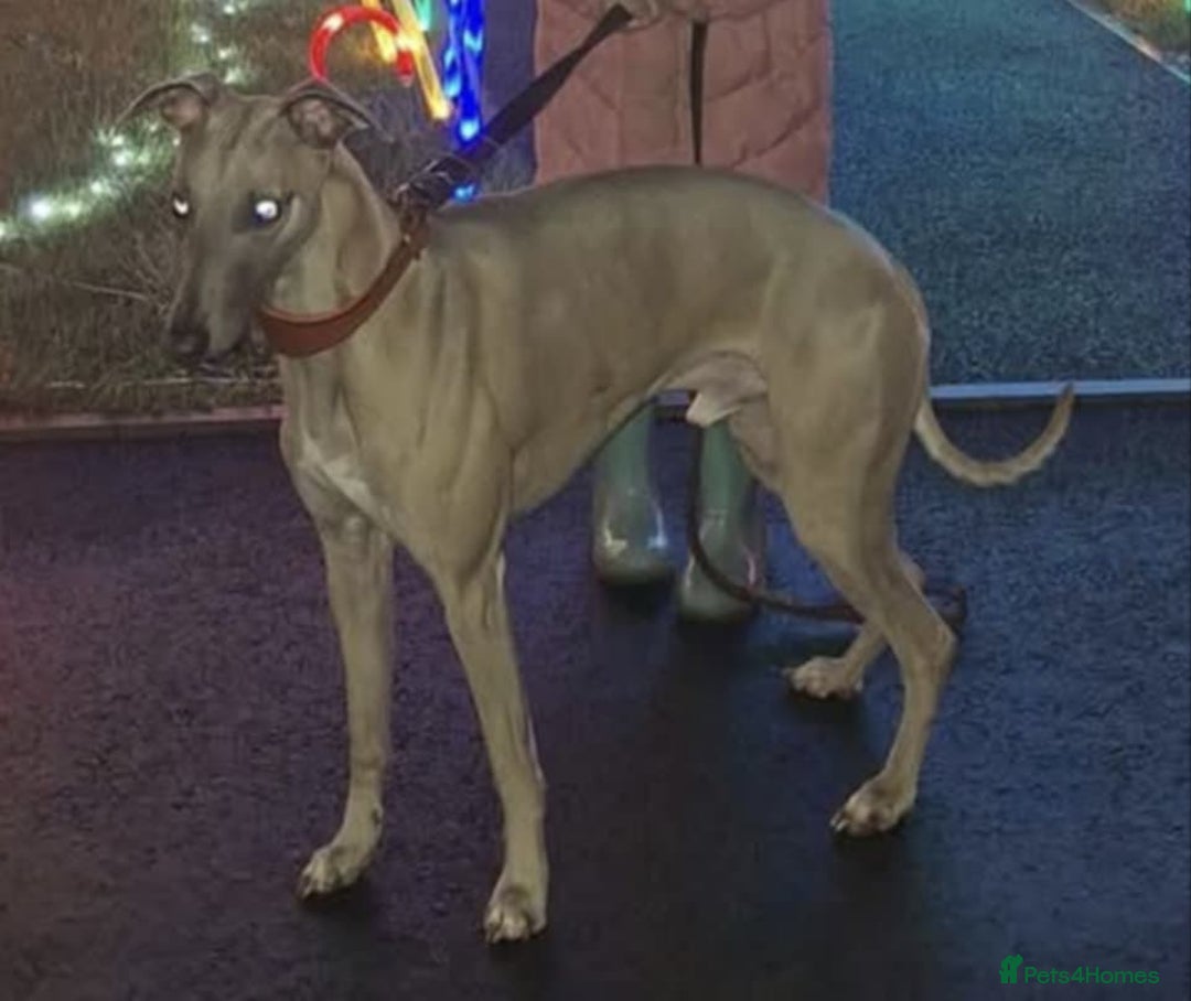 Whippet dogs for sale: Whippet pups  - Image 14