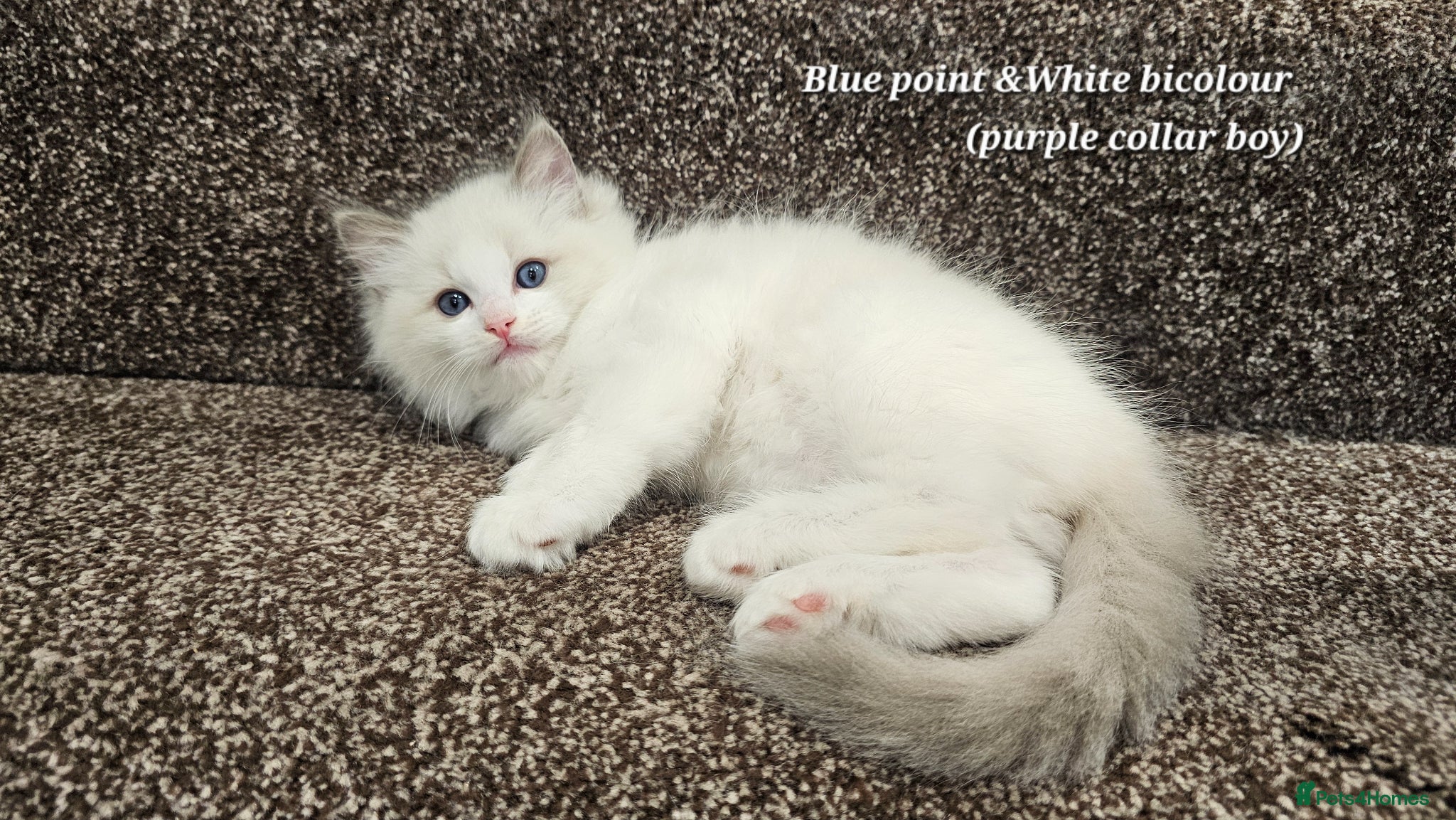 Ragdoll cats Stunning Ragdoll Kittens – Boys Only (TICA) - Advert 2