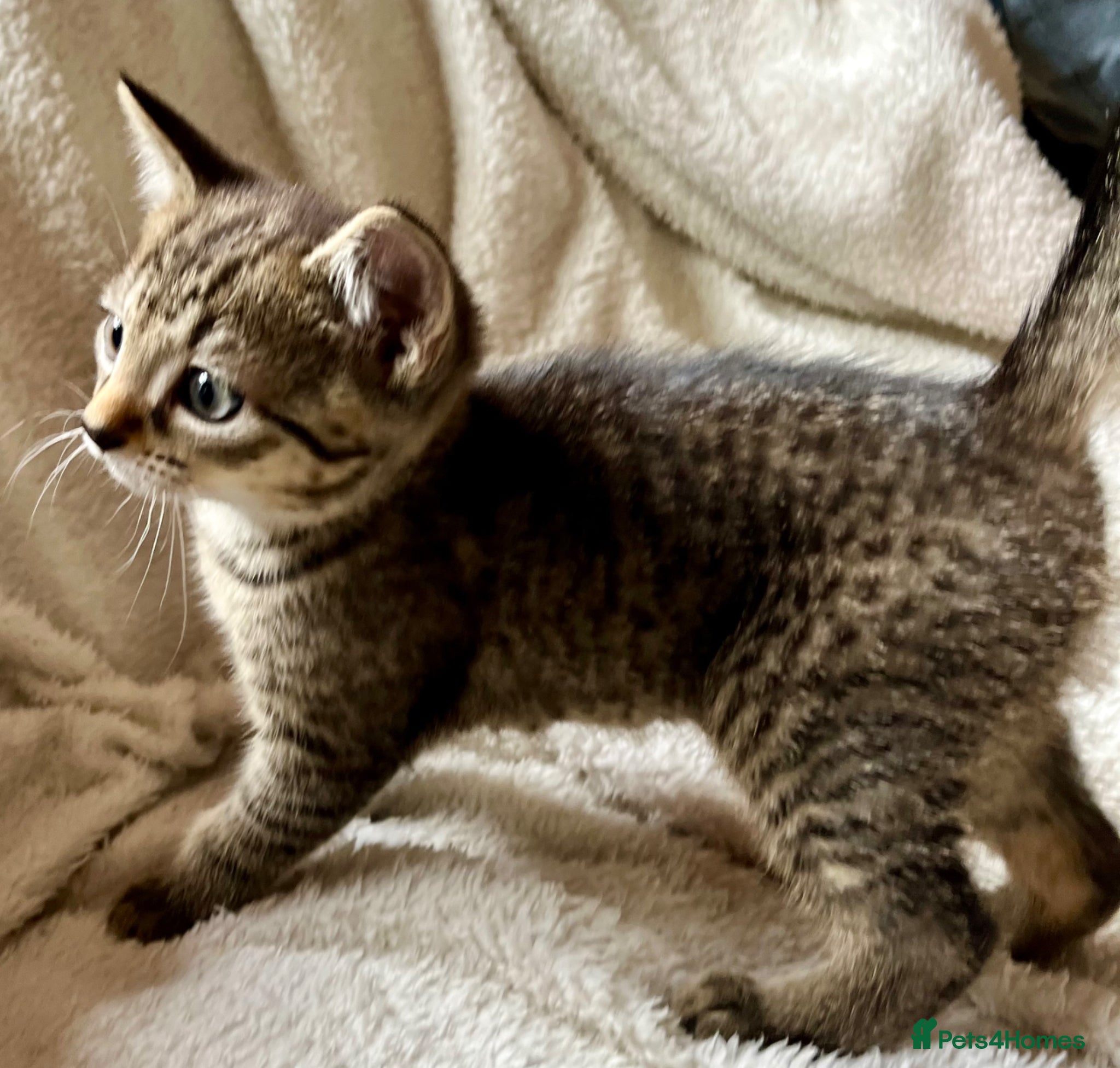 Bengal cats Glittery Bengal X With Famous References! - Advert 1