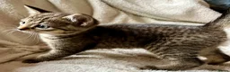 Bengal cats for sale: Glittery Bengal X With Famous References! - Advert 13