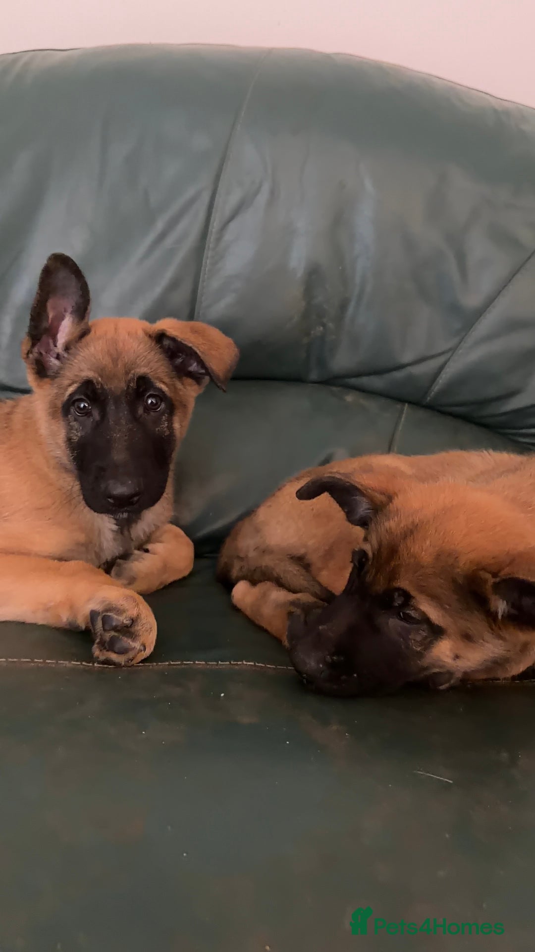 Mixed Breed dogs for sale: 7 German Shepherd & Belgian Malinois Puppies - Advert 4