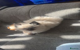Ragdoll cats for sale: 10 week old Ragdoll kitten Male - Image 5