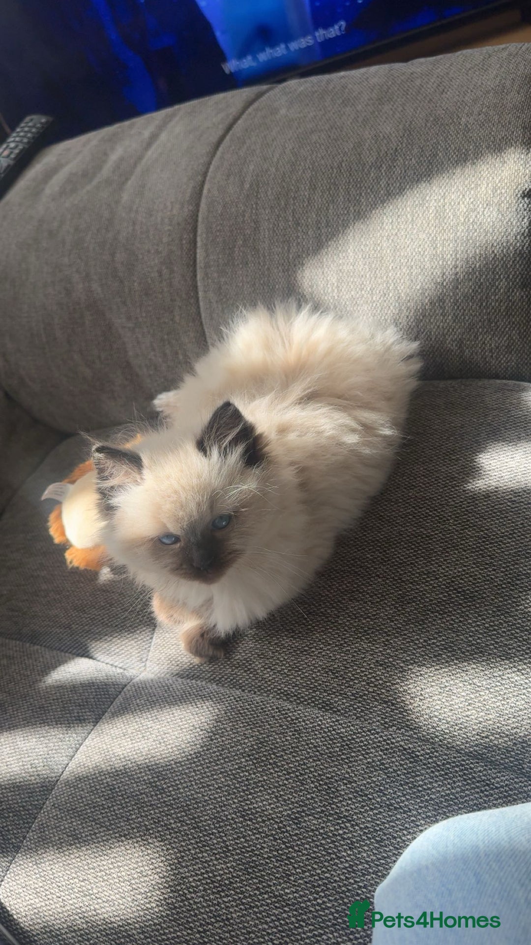 Ragdoll cats for sale: 10 week old Ragdoll kitten Male - Image 5