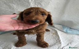 Goldendoodle dogs for sale: 👑Superb Rare Toy/Mini Deepest Red Goldendoodles👑 - Image 24