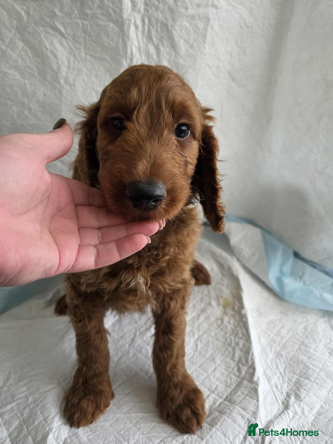 Goldendoodle dogs for sale: 👑Superb Rare Toy/Mini Deepest Red Goldendoodles👑 - Image 24