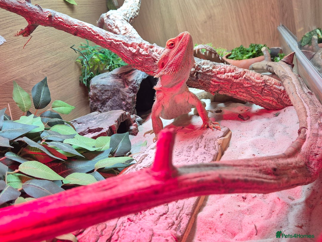 Bearded Dragon reptiles for sale: Bearded dragon with full vivarium set-up  - Advert 7
