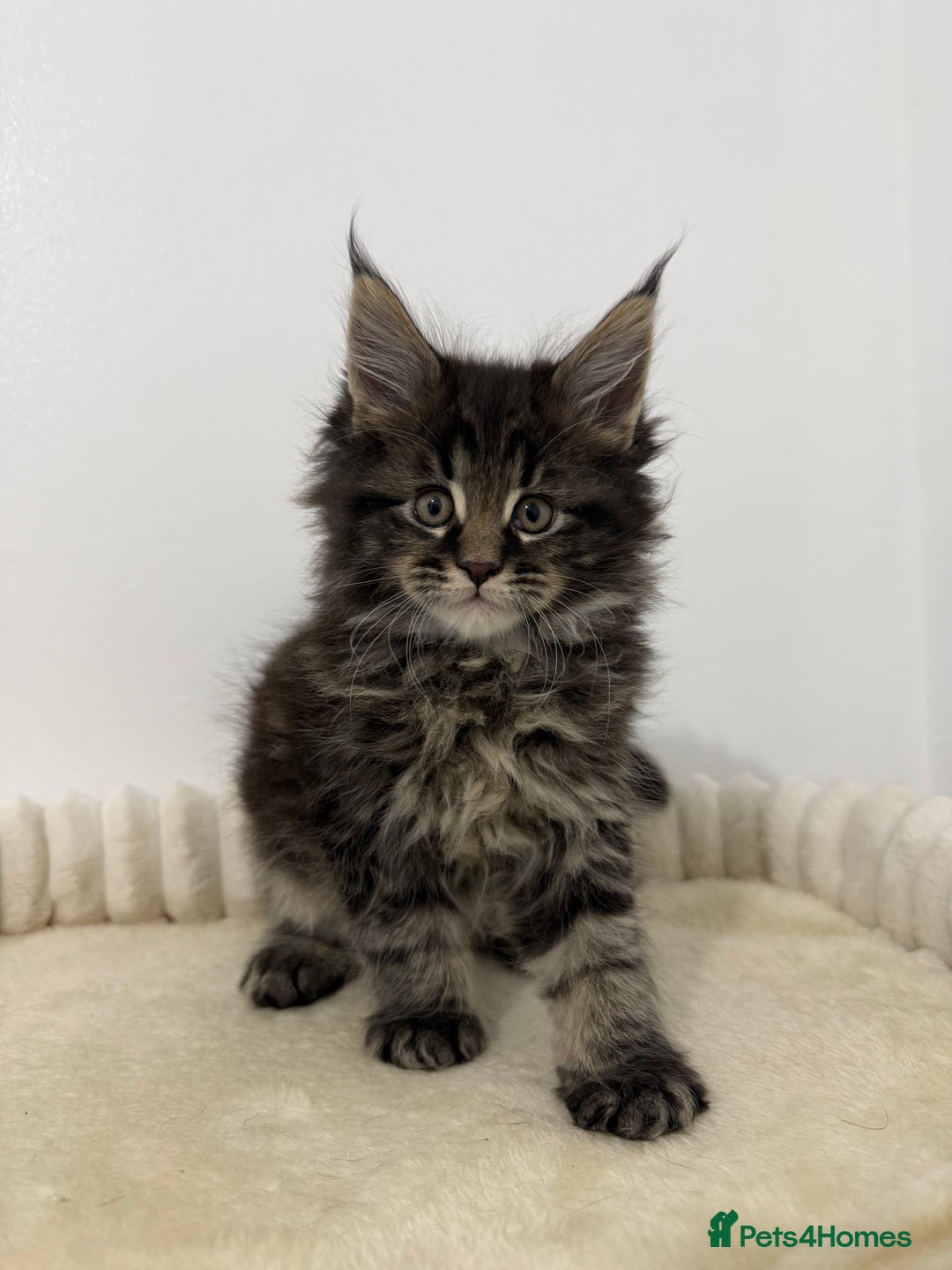 Maine Coon cats for sale: XL RUSSIAN CUBS 🇷🇺💙 - Advert 5