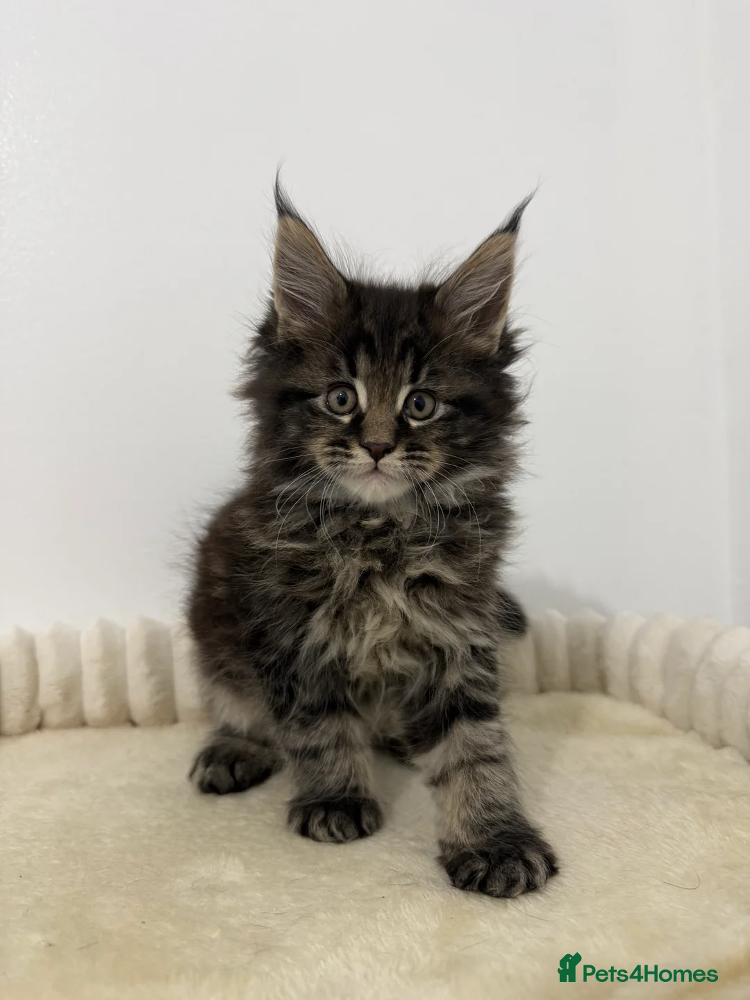 Maine Coon cats for sale: XL RUSSIAN CUBS 🇷🇺💙 - Advert 5