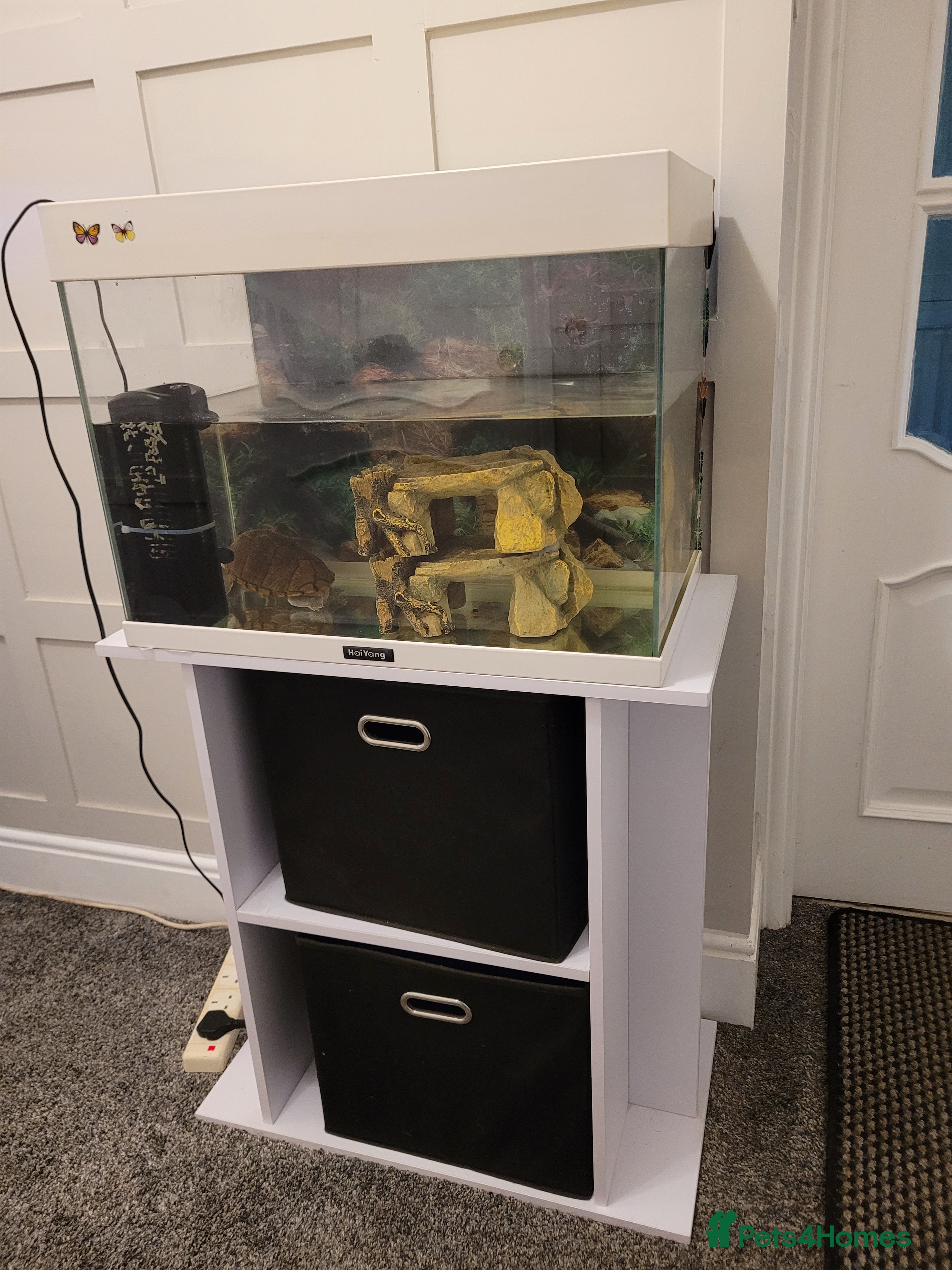 Turtle reptiles Free to a good home - Advert 1