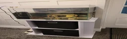 Turtle reptiles for sale: Free to a good home in Walsall - Advert 1