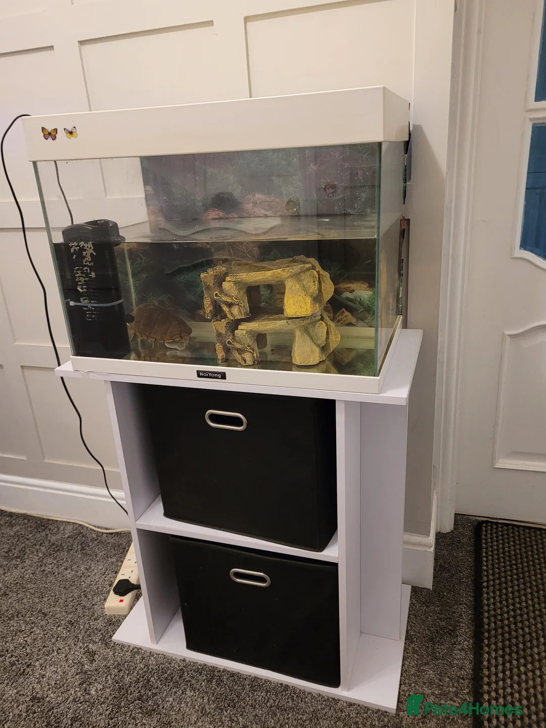 Turtle reptiles for sale: Free to a good home in Walsall - Advert 1