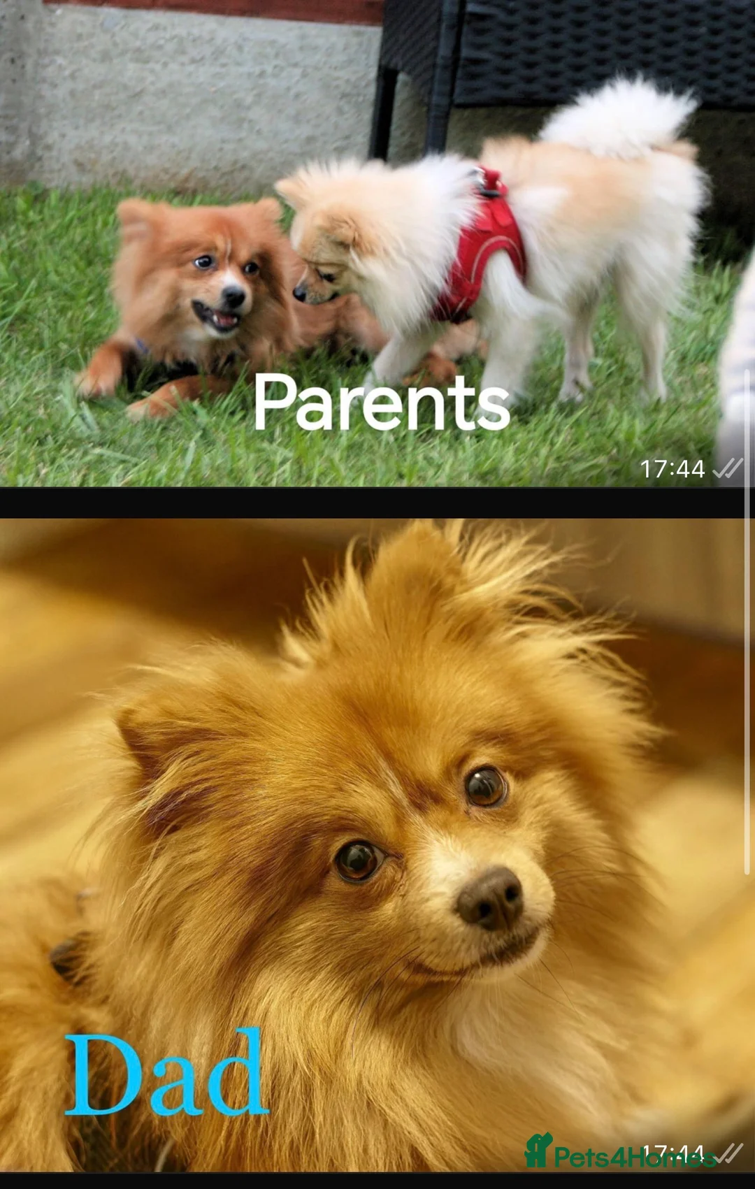 Pomeranian dogs for sale: Female Pomeranian  - Advert 6