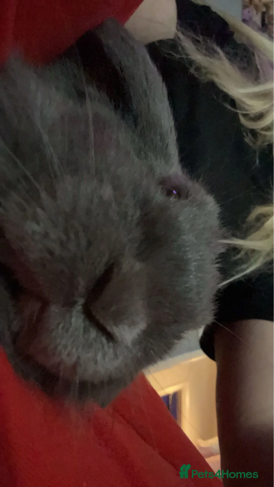 Mini Lop rabbits for sale: Two sisters mini lop must be sold together  in Alfreton - Advert 2