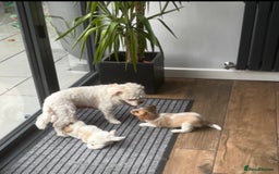 Cavachon dogs for sale: Cavachon f2 - Advert 10