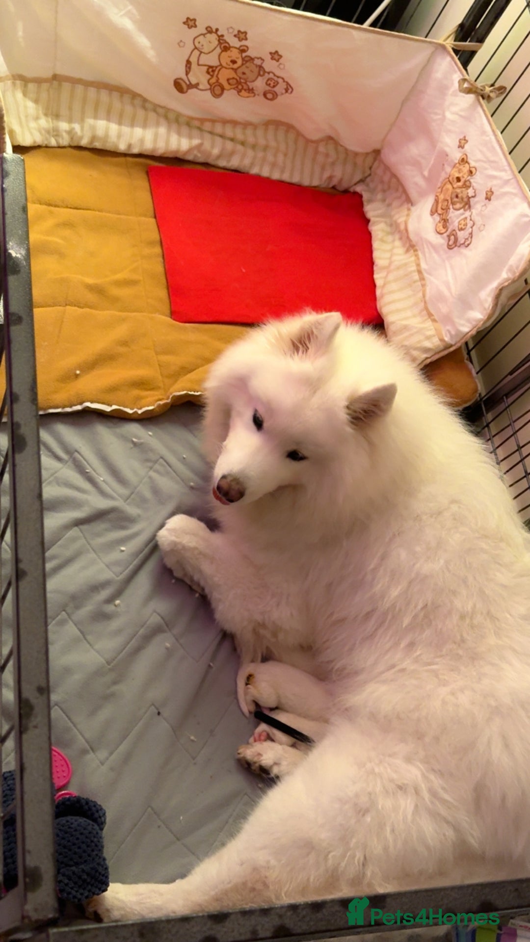 Samoyed dogs for sale: Beautiful Samoyed Pups Ready for a Loving Home  - Advert 5