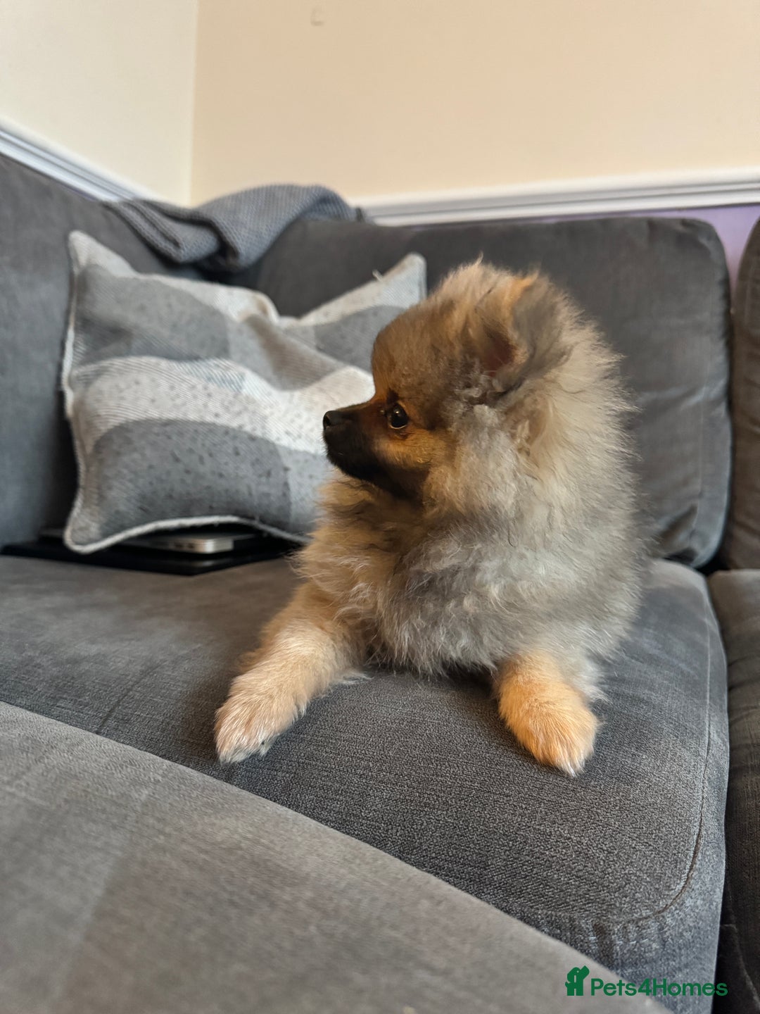 Pomeranian dogs for sale: ❤️Beautiful Pomeranian puppies❤️ - Advert 3