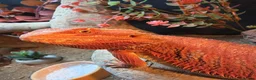 Bearded Dragon reptiles for sale: Hypo red/orange bearded dragon  in Thornton-Cleveleys - Advert 4