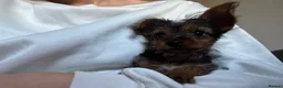 Yorkshire Terrier dogs for sale: Gorgeous Yorkshire terriers for sale*one boy left* - Advert 3