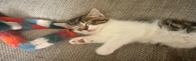 Mixed Breed Kitten 1