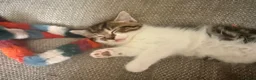 Mixed Breed cats for sale: 5 gorgeous playful little ones  - Advert 23