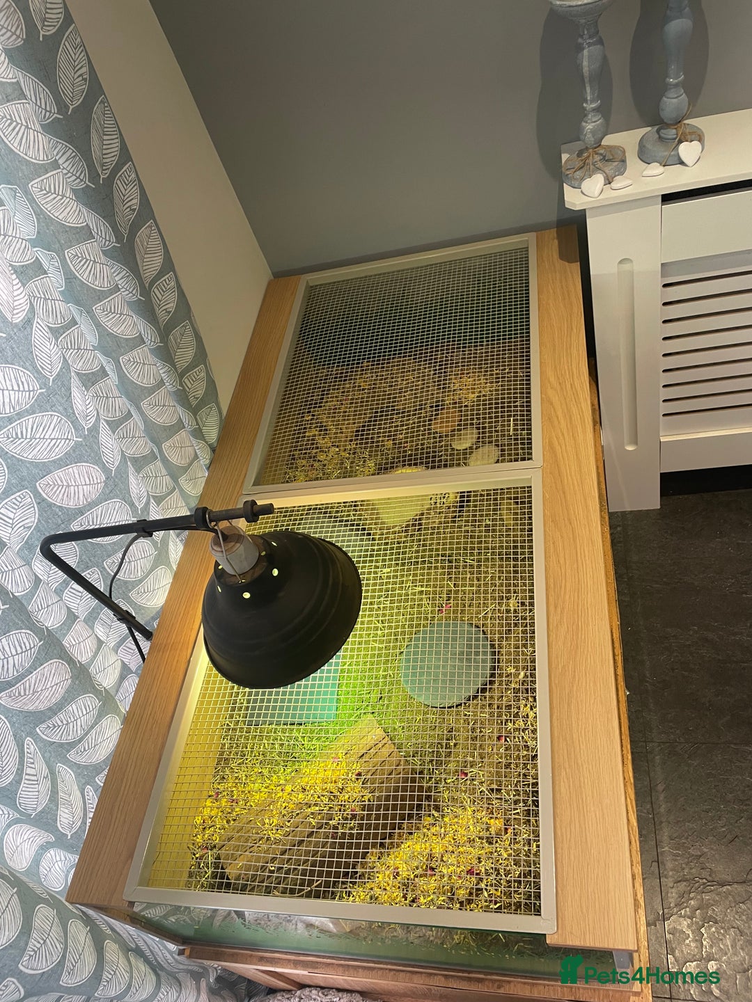 Hermann Tortoise reptiles for sale: Male Hermann Tortoise 5 years old with enclosure  - Advert 8