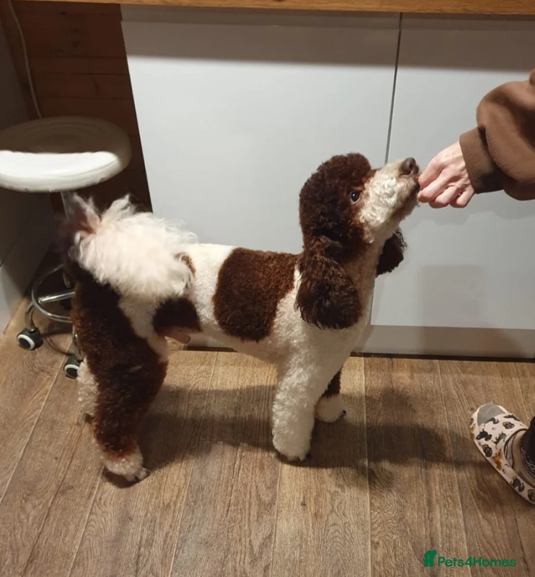 Cockapoo dogs for sale: Cockapoo Puppies,  stunning colours  - Advert 11