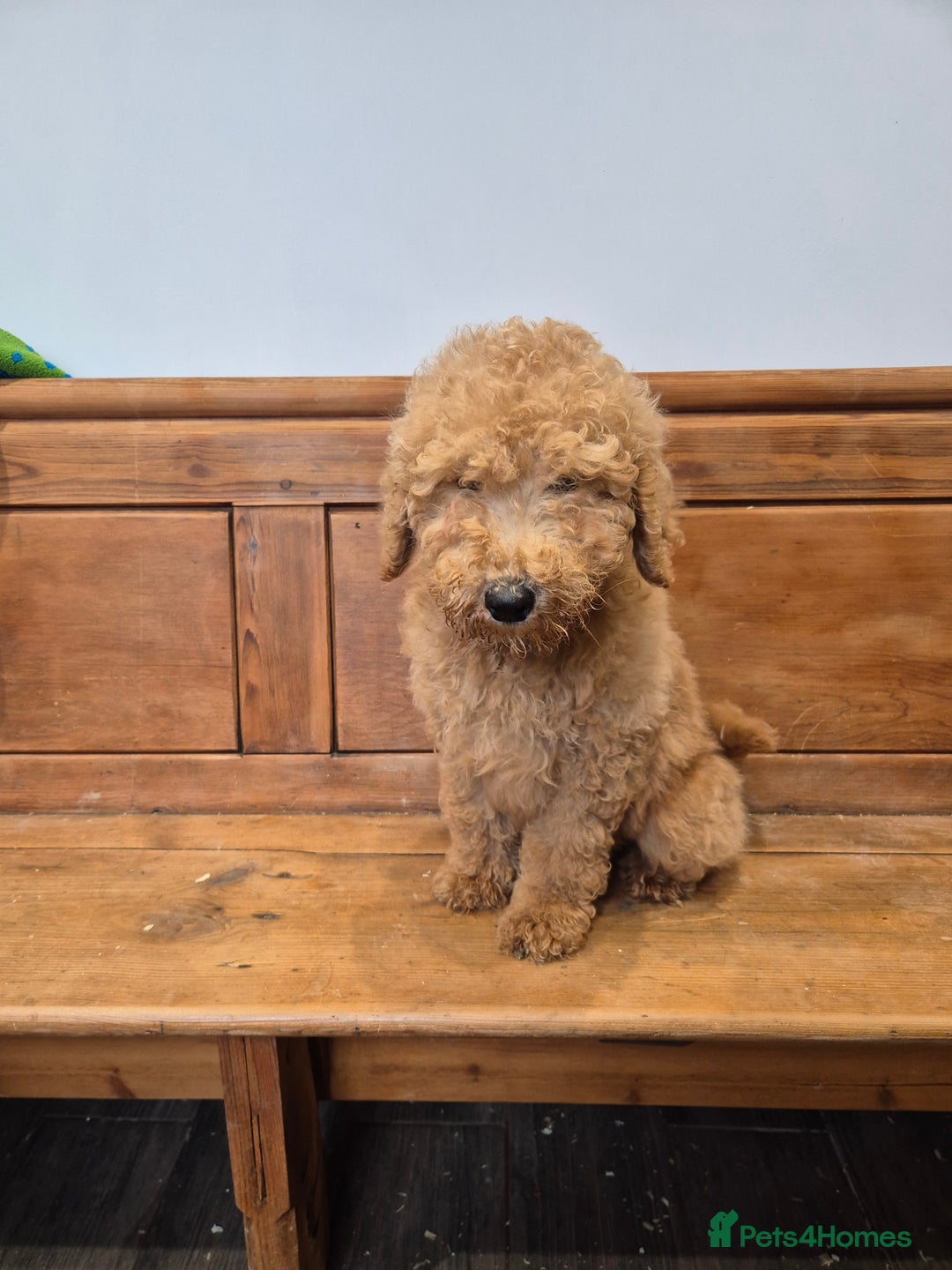 Standard Poodle dogs for sale: Standard Poodle  - Advert 4