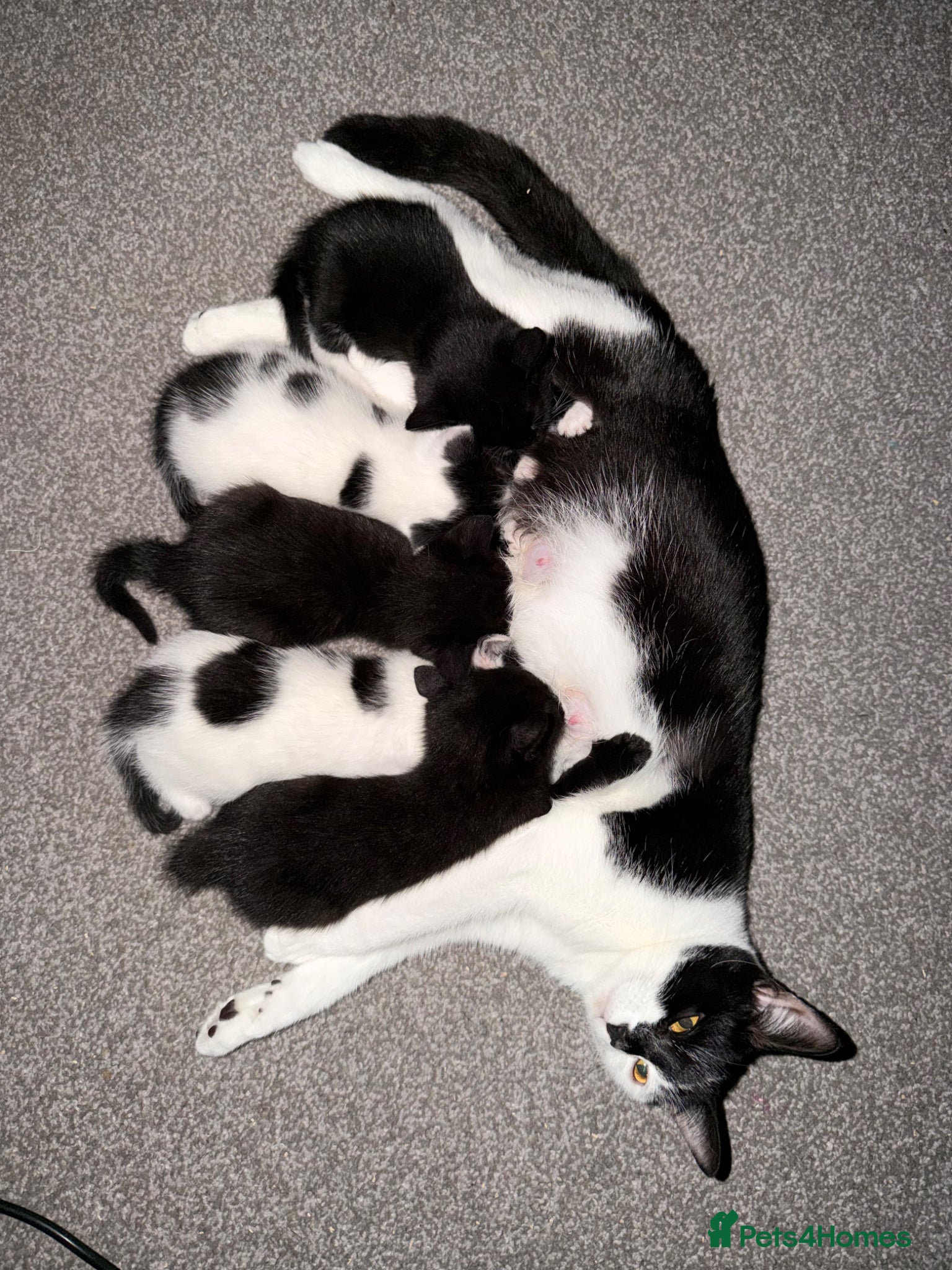 Domestic Shorthair cats Adorable Kittens Looking for Loving Homes 🐾 - Advert 18