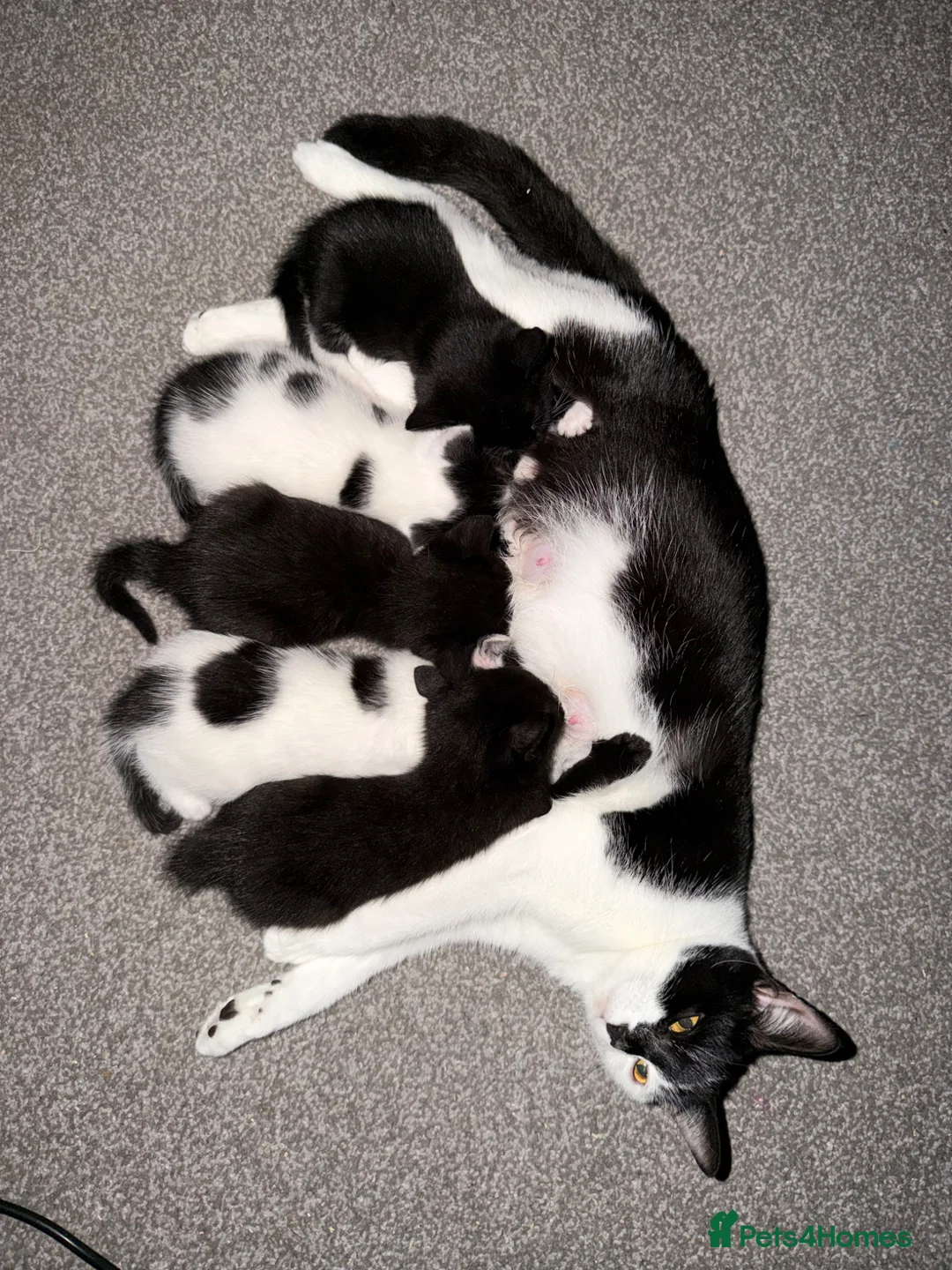 Domestic Shorthair cats for sale: Adorable Kittens Looking for Loving Homes 🐾 in Slough - Advert 1