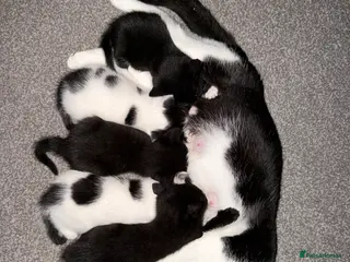 Domestic Shorthair cats Adorable Kittens Looking for Loving Homes 🐾 - Advert 18