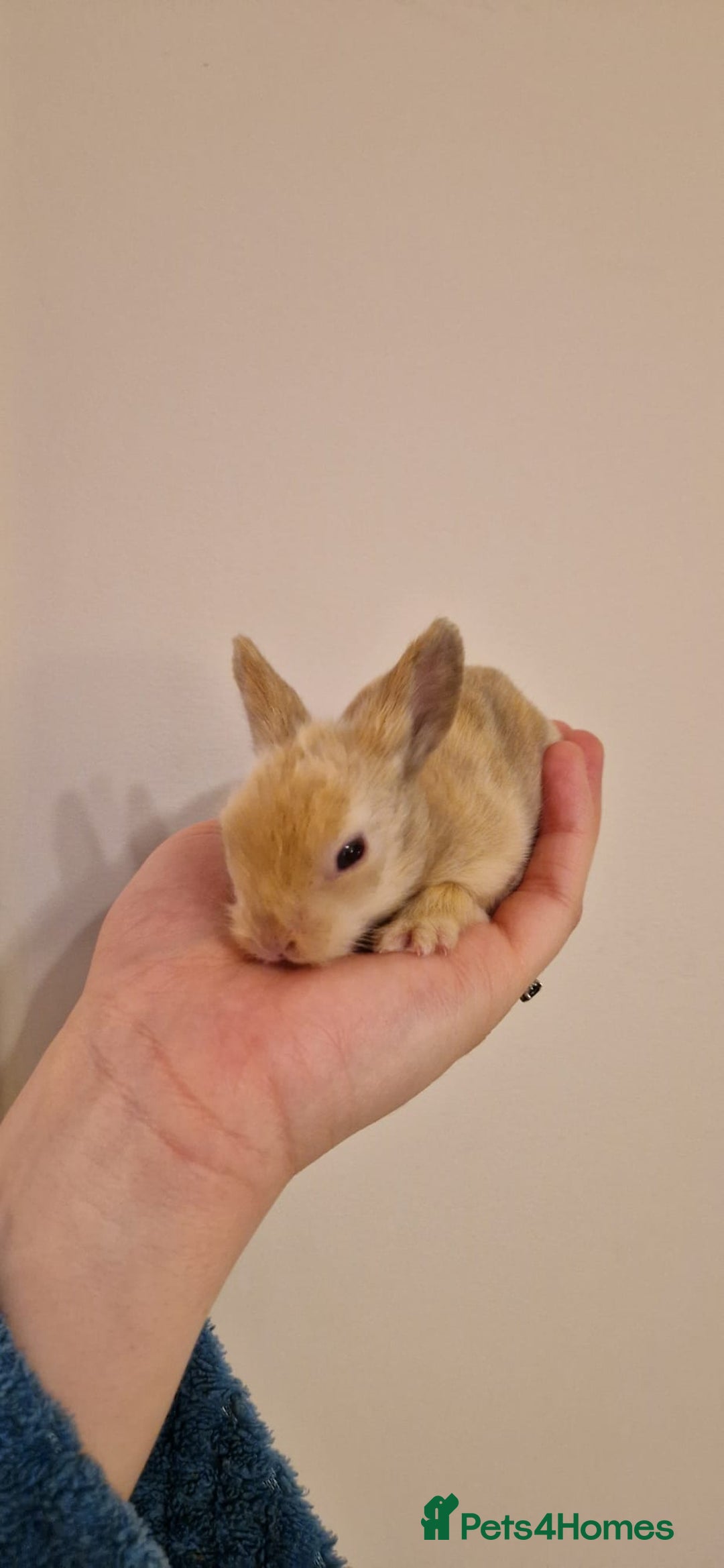 Lionhead rabbits for sale: Purebred Lionhead babies - Advert 10