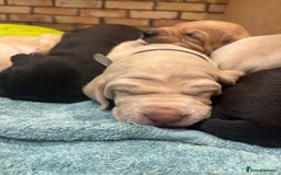 Mixed Breed dogs for sale: Weimaraner x vizsla x GSP only Black left  - Image 22
