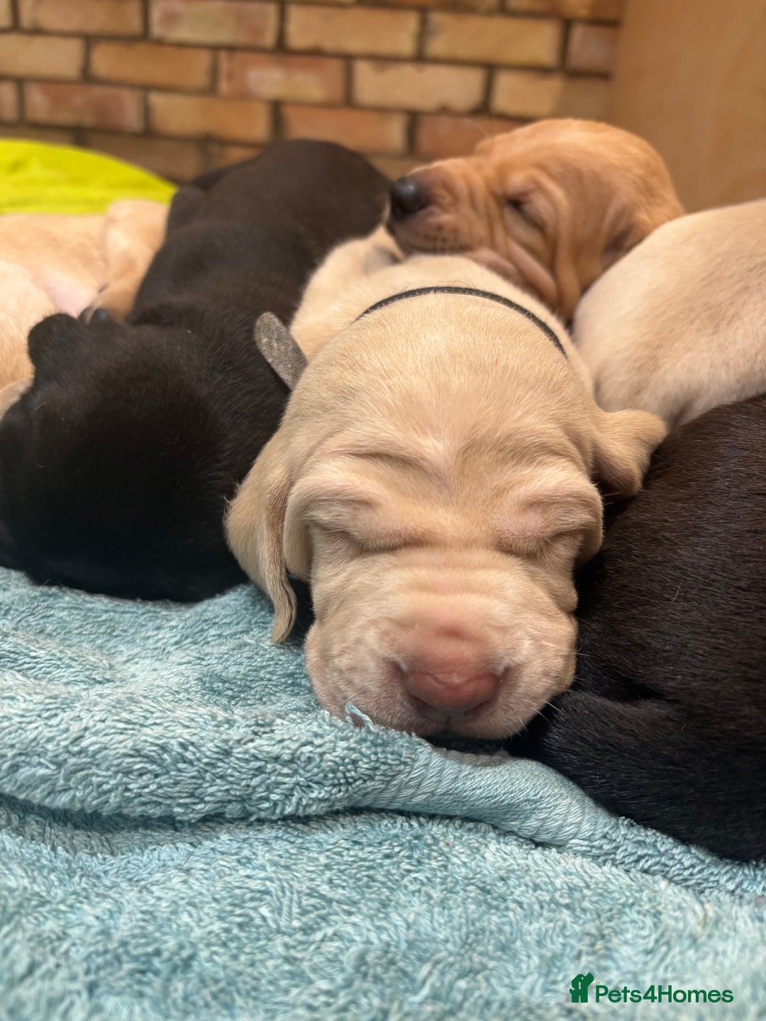 Mixed Breed dogs for sale: Weimaraner x vizsla x GSP only Black left  - Image 22
