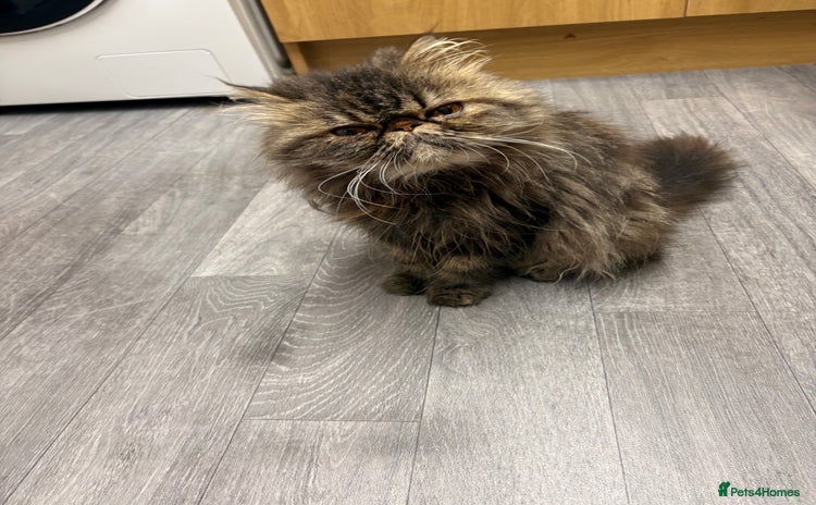 Persian cats - Advert 5