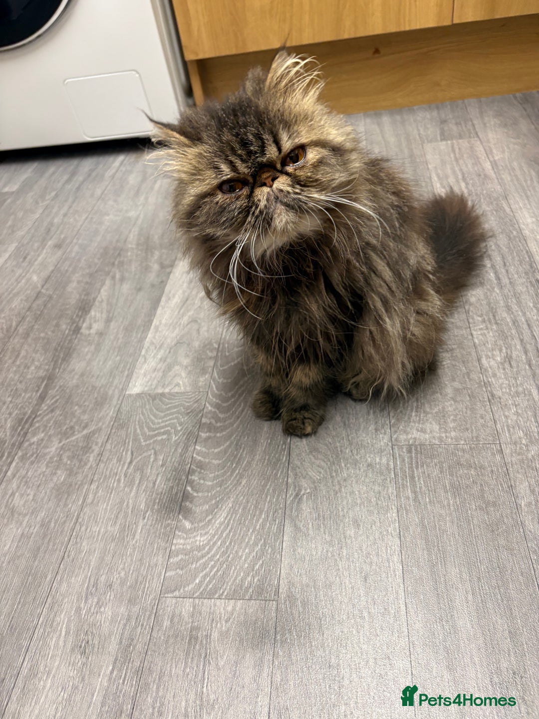 Persian cats for sale:  Persian female tabby Persian 2Y 6M  - Image 1