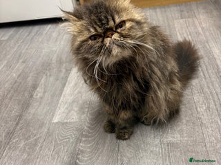 Persian cats - Advert 7