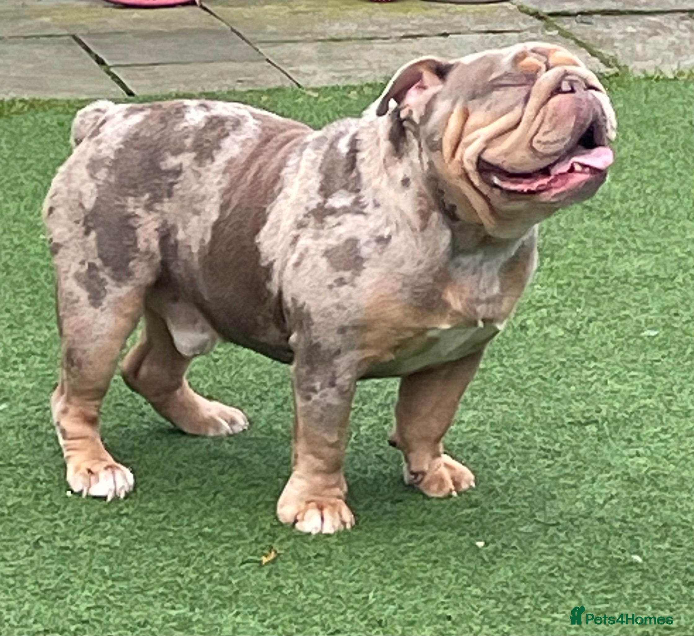 English Bulldog dogs Beautiful lilac tri Merle bulldog up for stud - Advert 16