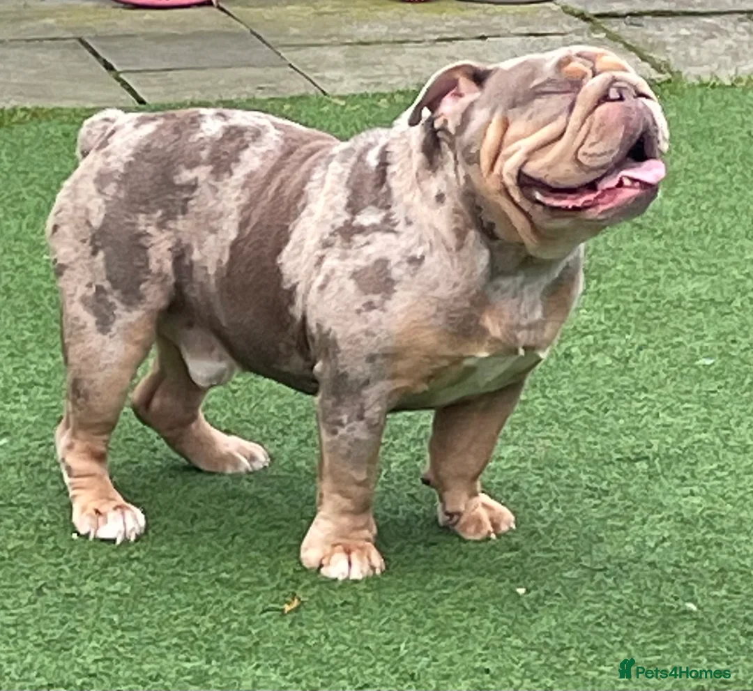 English Bulldog dogs for stud: Beautiful lilac tri Merle bulldog up for stud - Advert 1